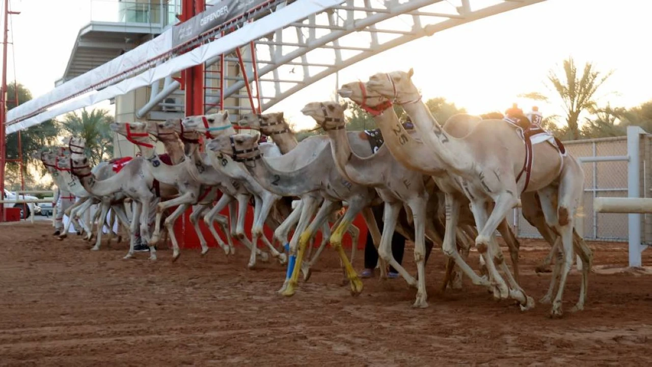 تألق لافت لهجن العاصفة عبر الشاهينية في ختام تحدي عمالقة المرموم